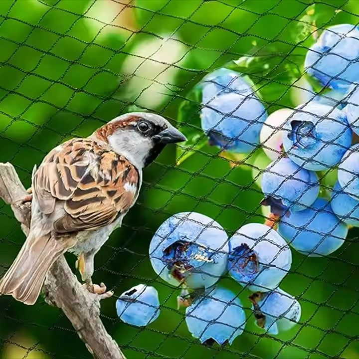 Durable Birds Net Anti Anti-Bird Nets Garden Protection HDPE Warp Knitting Hot Sale Bird Netting for Agricultural