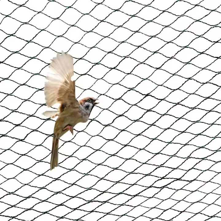 Durable Birds Net Anti Anti-Bird Nets Garden Protection HDPE Warp Knitting Hot Sale Bird Netting for Agricultural
