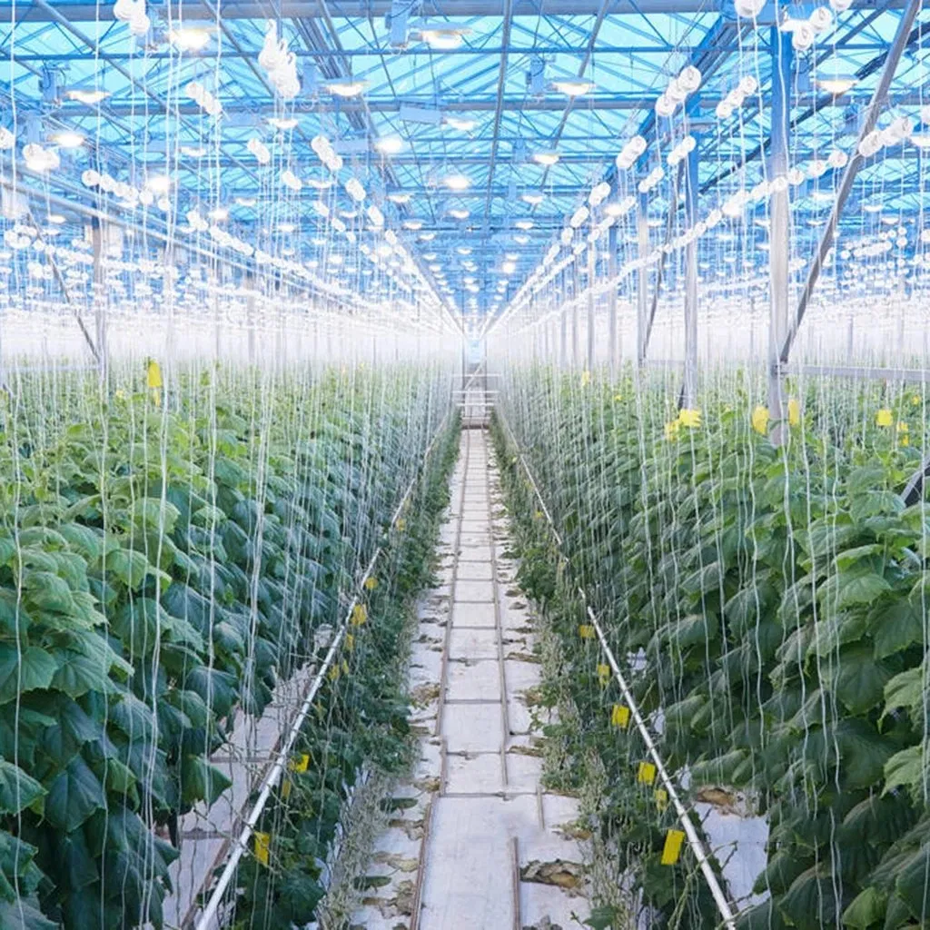 Tomato Trellis Roller Hooks with 15m Rope, Support Clamps for Farm Planting Fruit Tomato