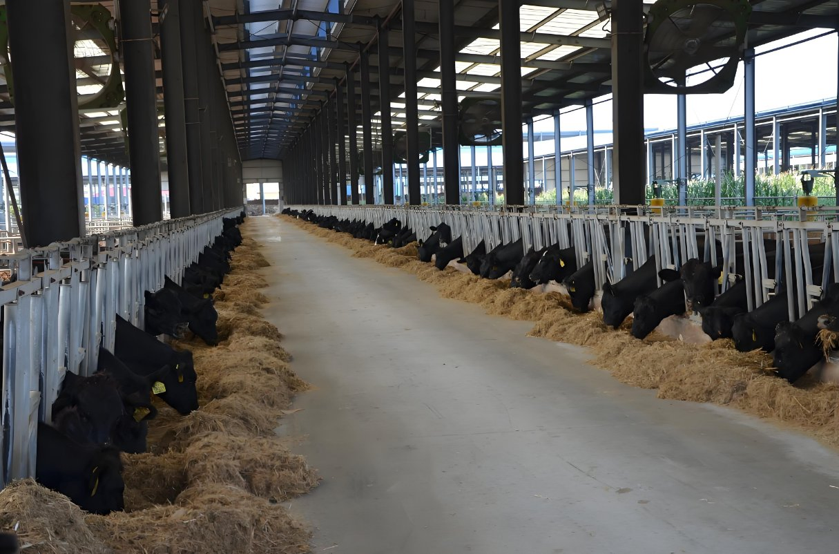 Cost-Effective Energy-Saving Steel Structure Cattle Shed Construction Solution