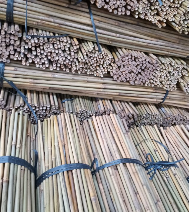 Tonkin Bamboo Poles Used for Building Garden or Farms/Bamboo Cane