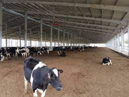Light Steel Structure Farm Cowshed Low Cost Prefabricated Light Steel Piggery Shed Building