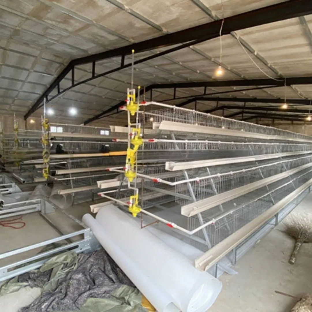 Pullet Growing Cage with Adjustable Height to Accommodate Different Bird Sizes