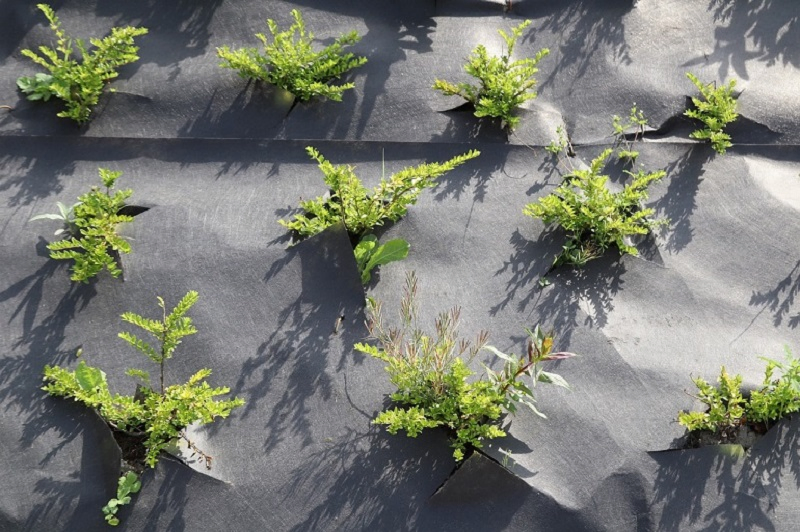 PE Greenhouse Cover Landscape Fabric Sedum Ground Cover