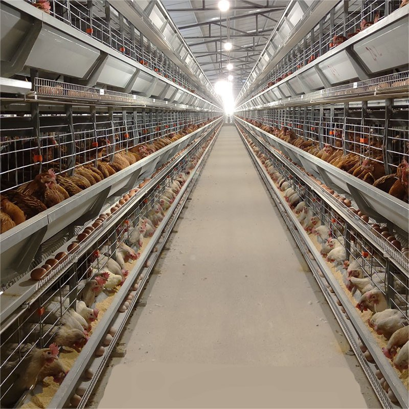 Premium Steel Chicken Coop Featuring Smart Technology Innovations