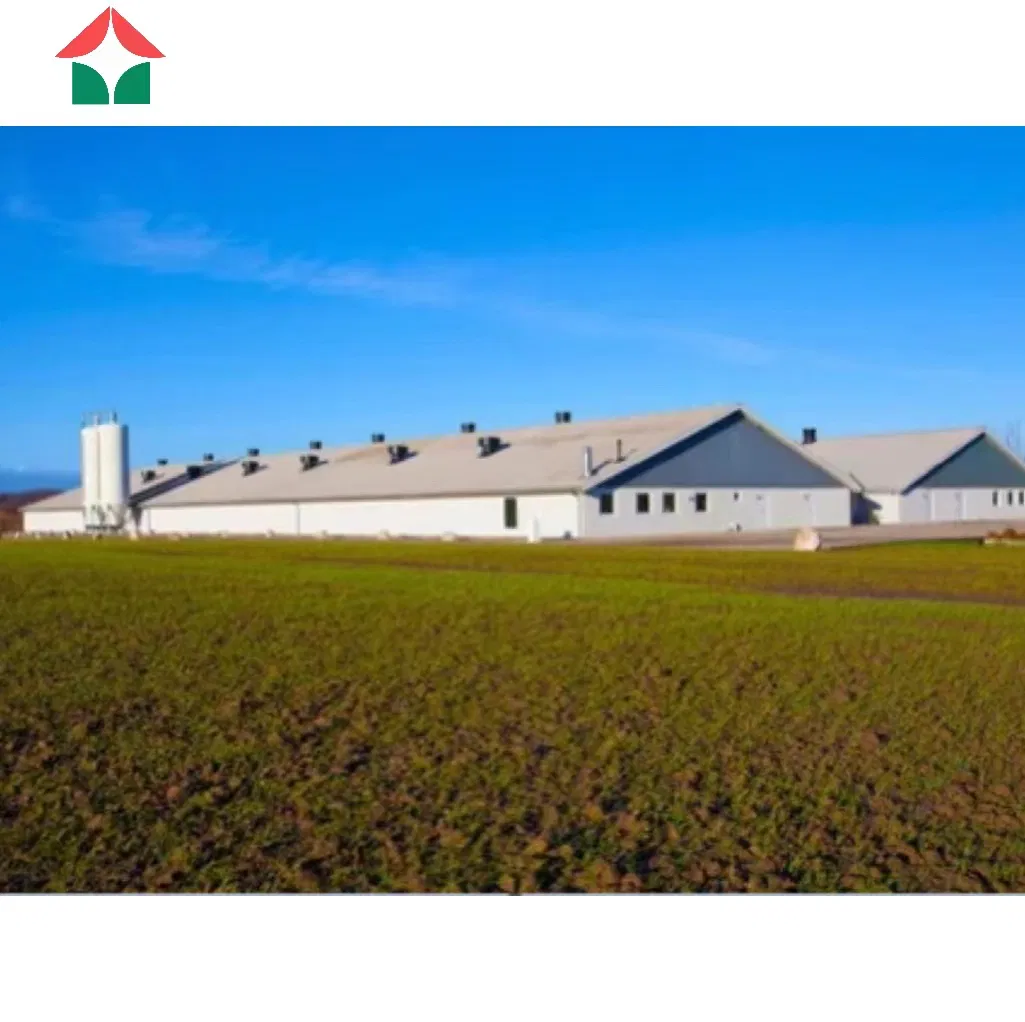 Commercial Steel Structure Poultry House for Layer and Broiler Chicken