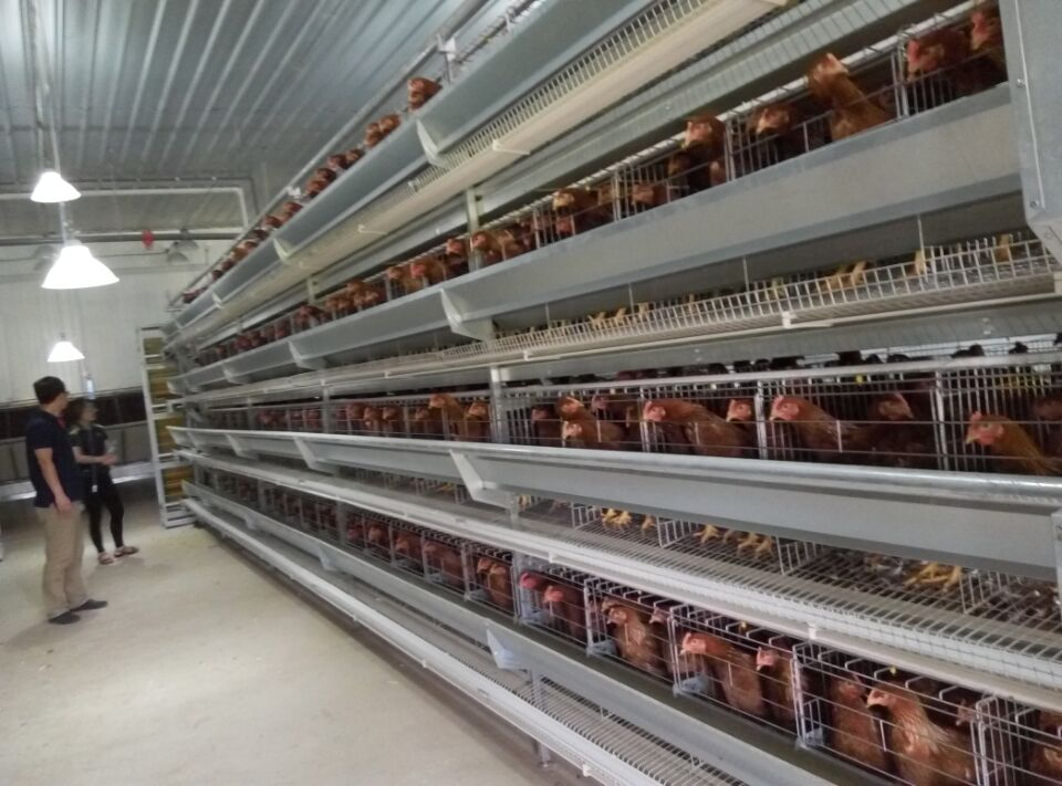 Best Large Chicken Coop Prefab Farm Buildings Poultry Equipment Chicken House Construction for Sale