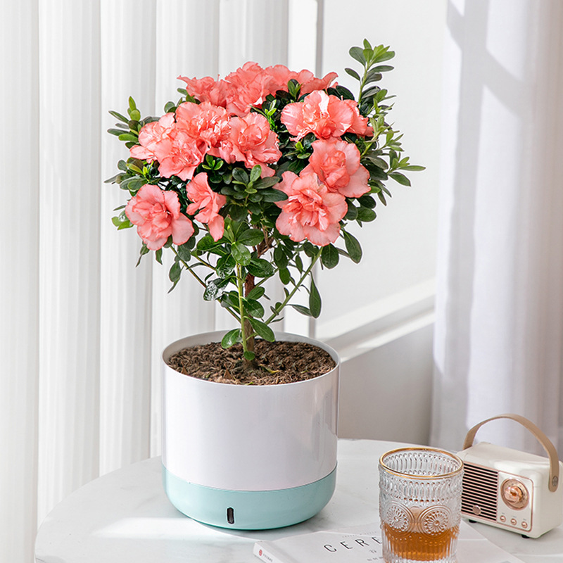 Горшок гидропонный автоматический для растений