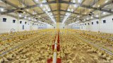 Complete Automatic Type Medium Scale 10000 Broilers House Prefabricated Poultry Shed Insulated Chicken Coop Poultry House/Chicken Pen