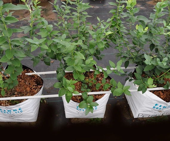 Coco Peat Grow Bag Manufacturer for Tomato Cocopeat Hydroponic