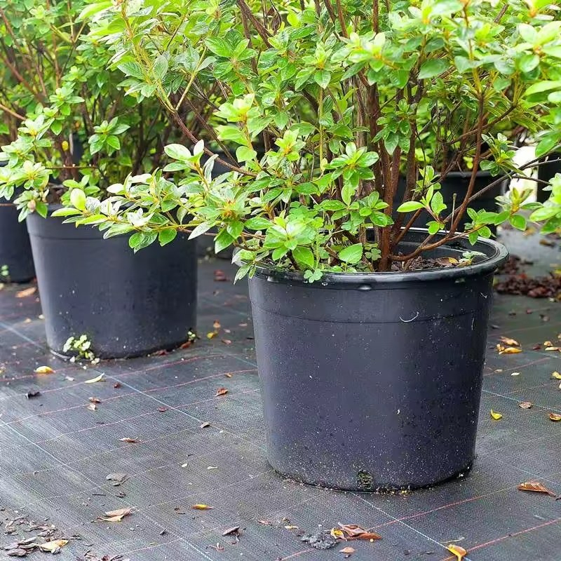 Customized Black Round Various Sizes Plastic Nursery Pots for Seeders and Transplants