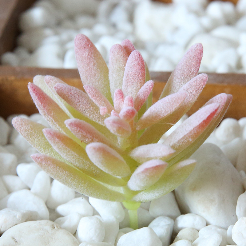 Суккуленты искусственные для дома сада