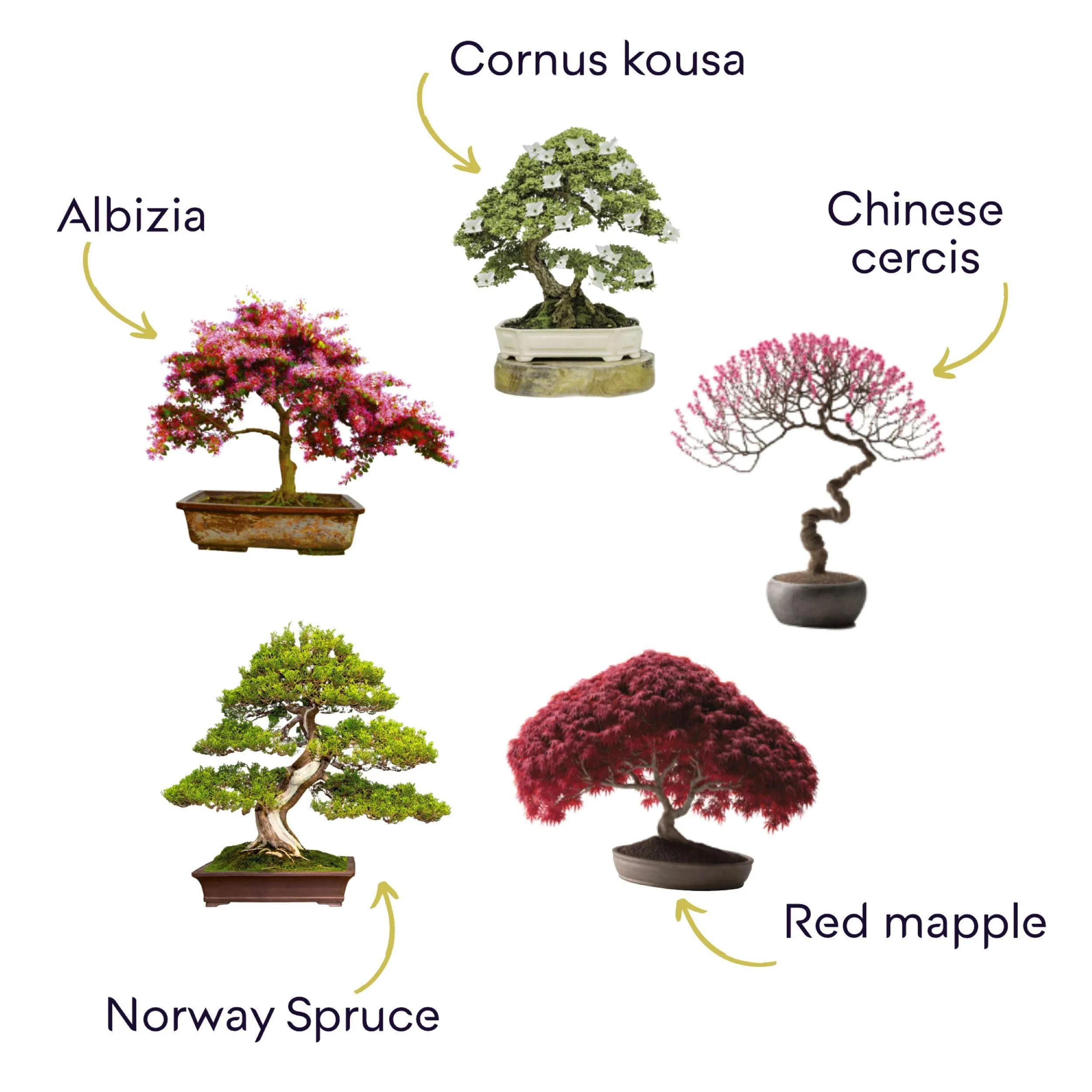 Cultivea Ready to Grow Premium Bonsai Kit Garden and Decorate Care for Your Bonsai and Natural Plants Thread Fertilizer Tools Round Scissors Bonsai Scissors Kit