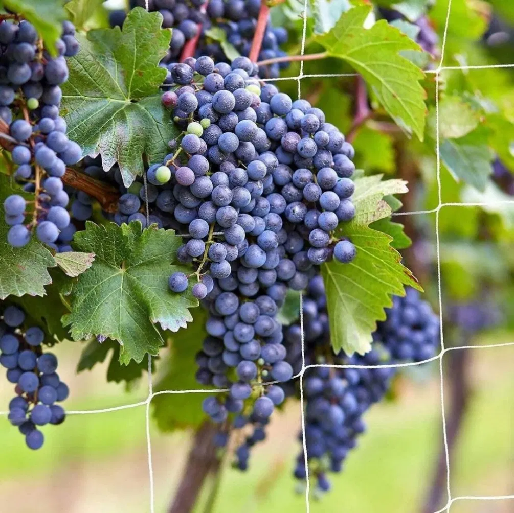 Soft Mesh Heavy Duty Plant Support Trellis Netting 5 X 350 FT - Garden Netting for Climbing Plants, Vegetables and Fruits