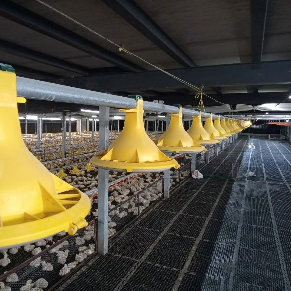 Steel Structure for Poultry Farm with Galvanized Materials and Insulation