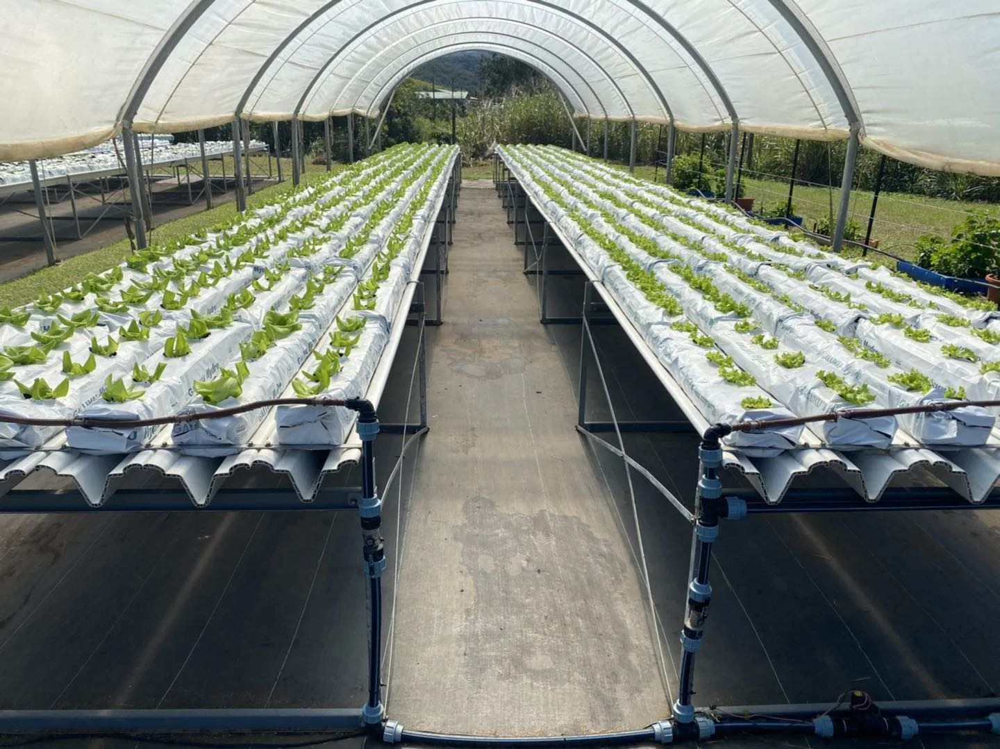 Soilless Substrate Culture Coco Peat Grow Bag Manufacturer for Tomato