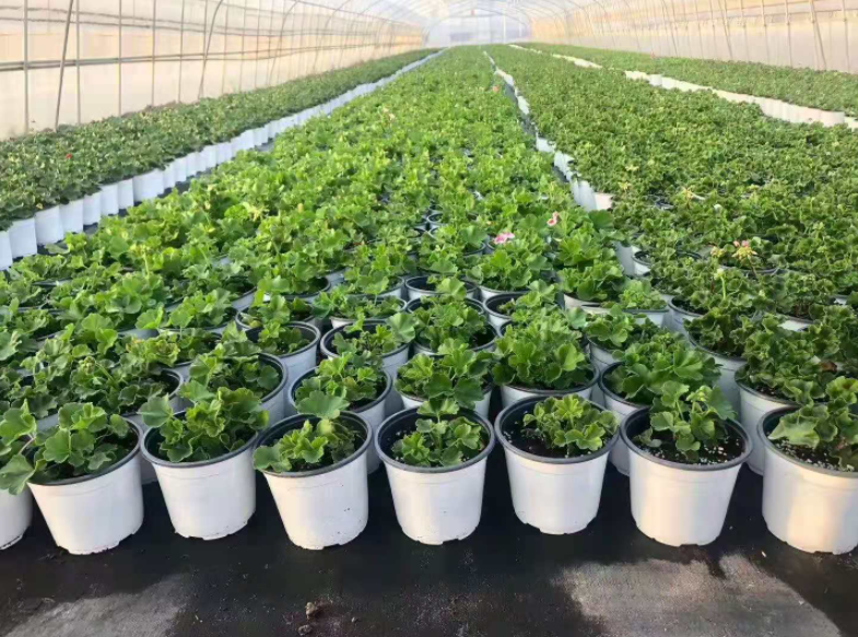 Горшок цветочный пластиковый для дома и сада