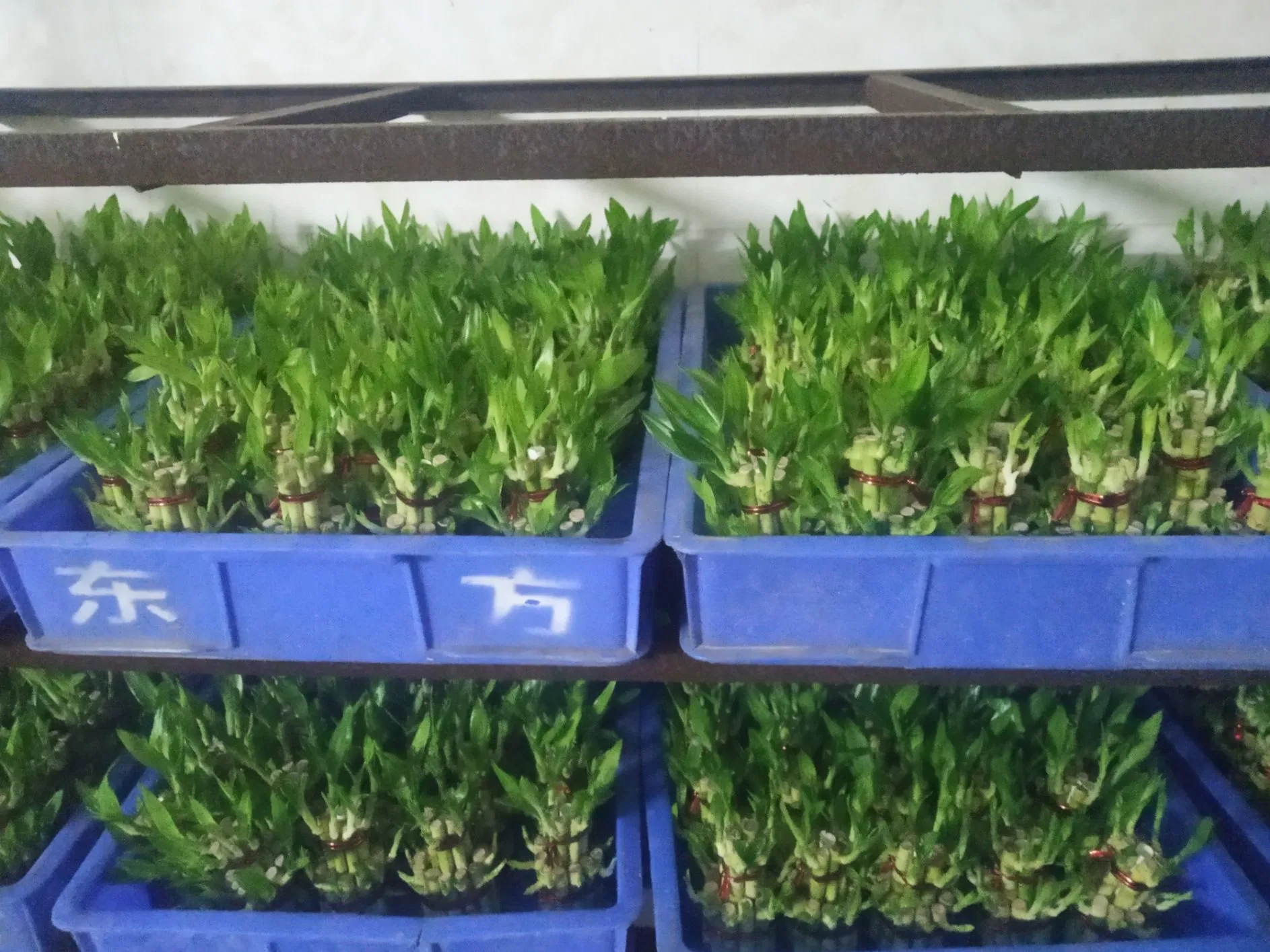 China Lucky Bamboo Supplier Live Plants Good Quality Bamboo Material