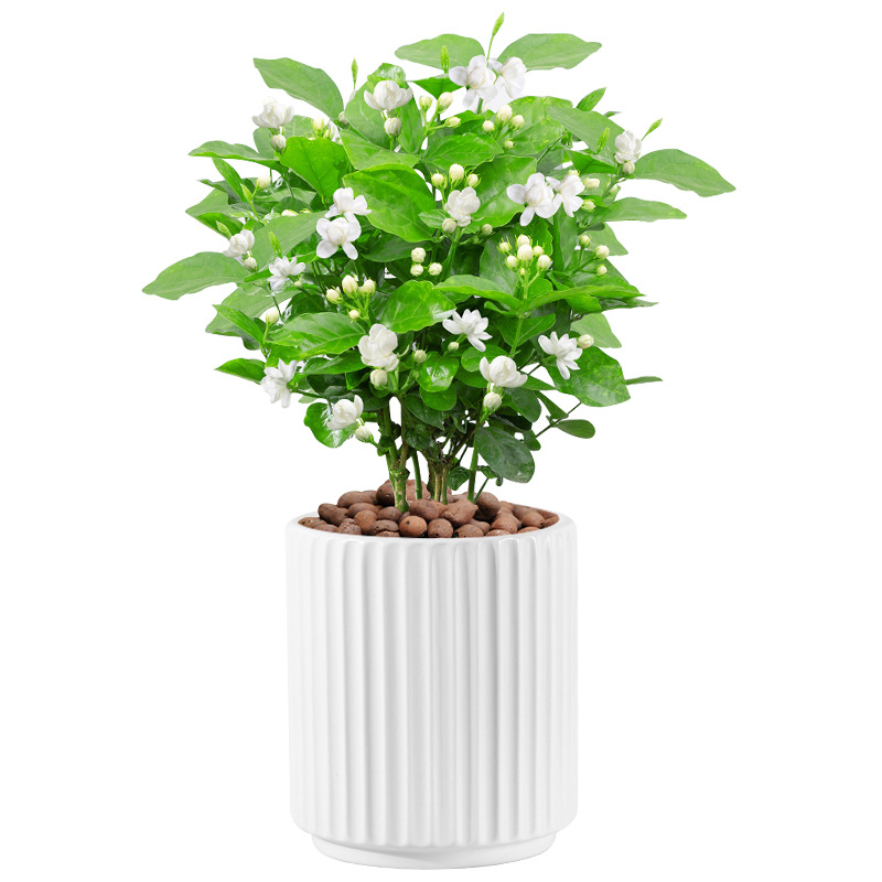 Сеялки садовые керамические