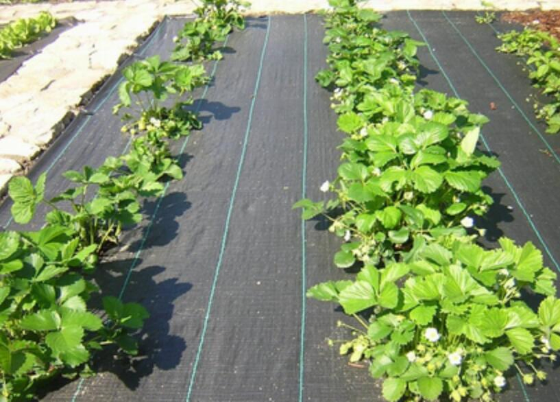 Agricultural Weed Control Fabric Mat Plastic Ground Cover PP Anti Weed Agro Weed Control Mat