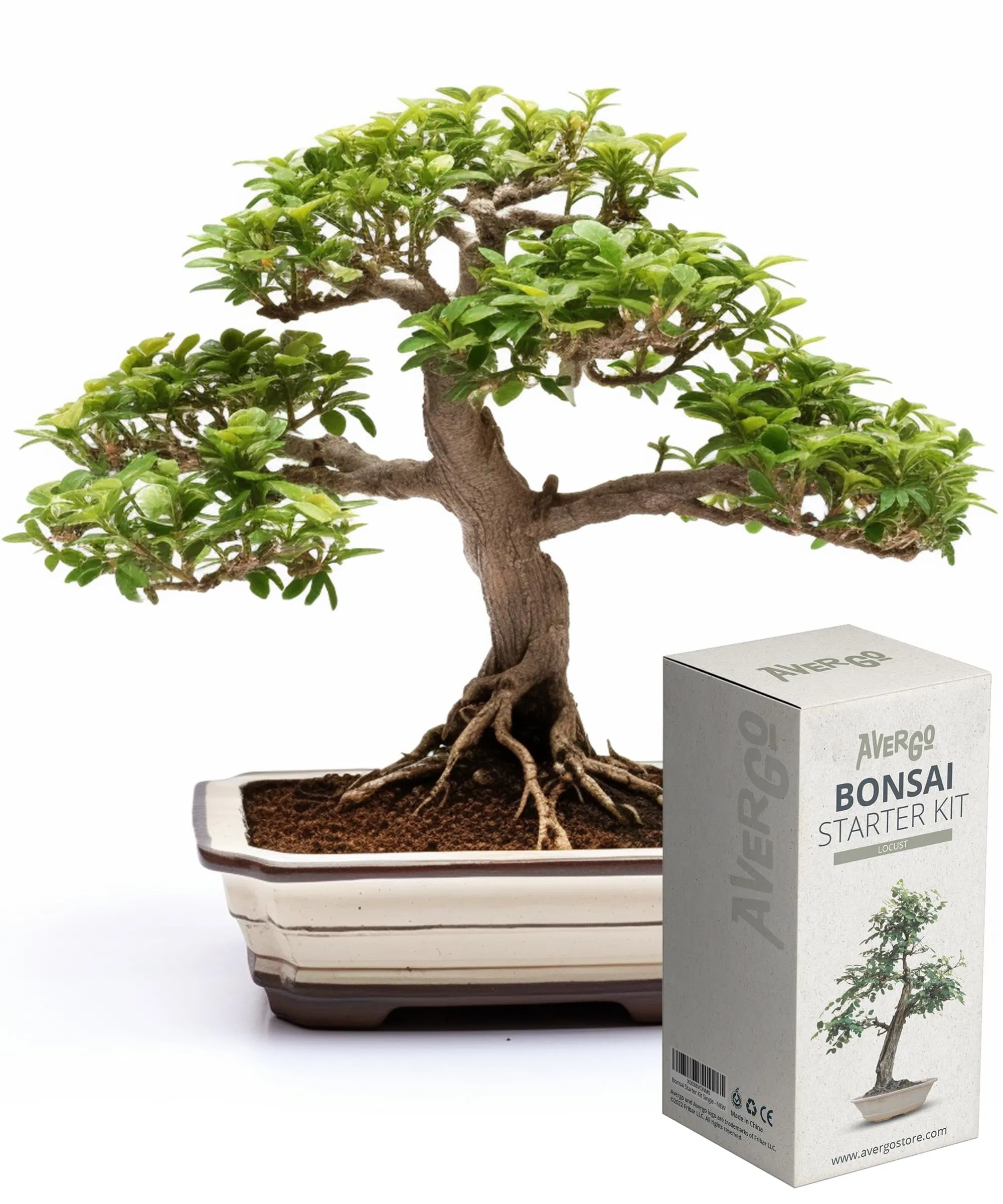 Bonsai Starter Kit W/Seeds Locust Bonsai Tree Complete Indoor Starter Kit for Growing Plants with Bonsai Seeds Tools Planters Gardening Gifts for Woman