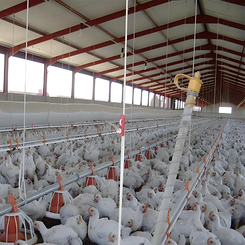 Galvanized Steel Duck House for Waterfowl Breeding in The Philippines