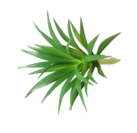 Суккулент искусственный миниатюрный пластик