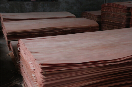 Parinari Corymbosa-Plb for Indian Market
