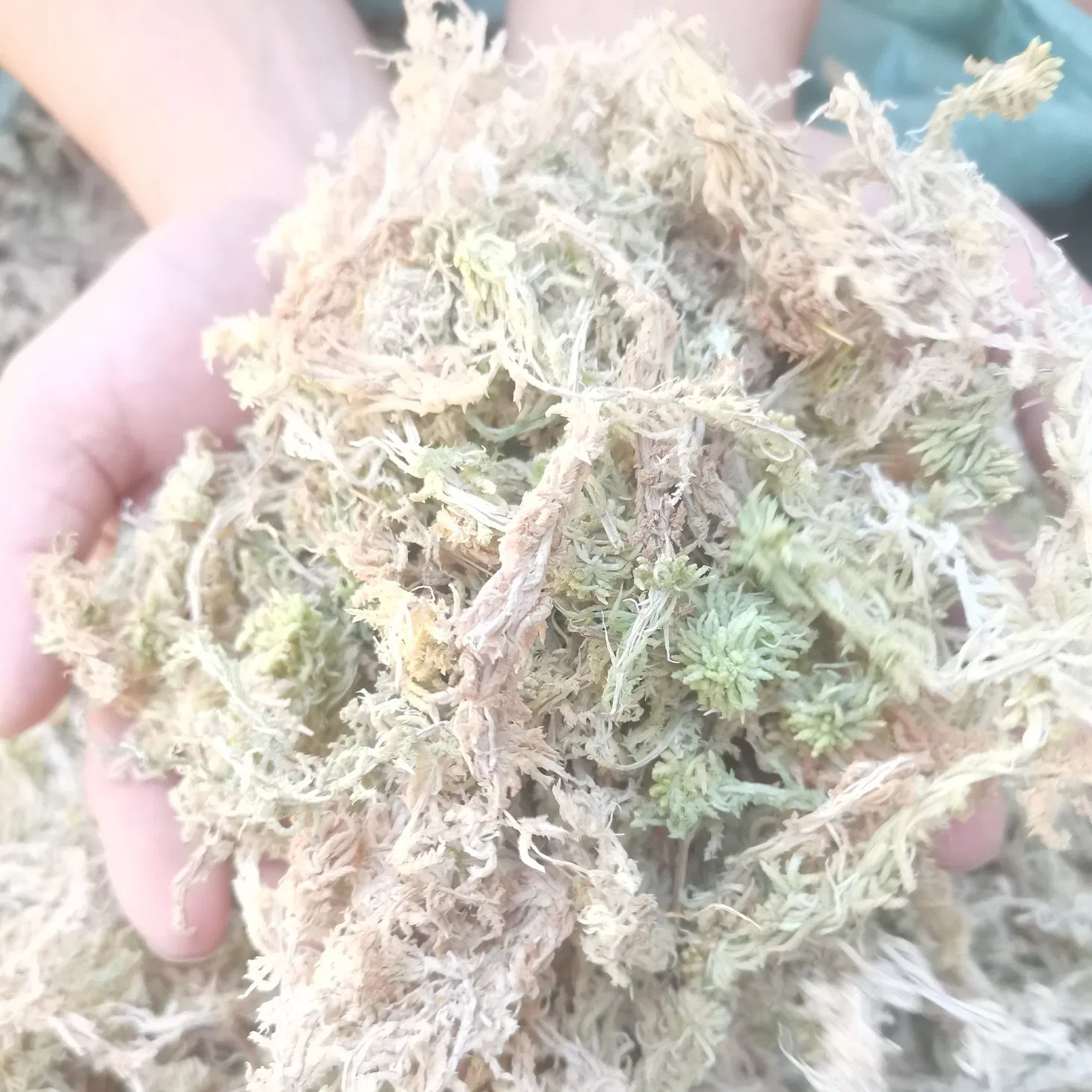 OEM Packing Sphagnum Moss for Potted Flowers Cultivation as Gardening Materials and Seedling Culture Medium 1500g/Bag