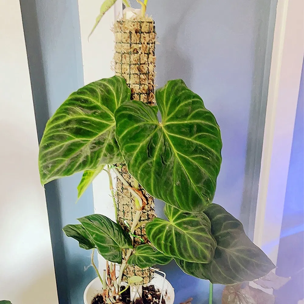 Stackable Green Sphagnum Moss Support Pole for Alocasia Tropical Climbing Plants