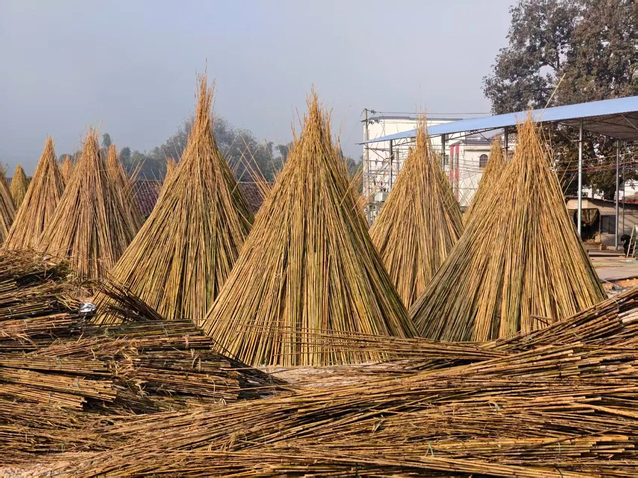 High Quality Nature Bamboo Cane Stake Dia. 20-22mm X 180cm for Plants Grow and Decorative