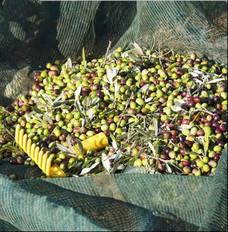 High-Yield Olive Harvest Net 90GSM 5X12m for Easy Picking Harvest Net Efficient Picking