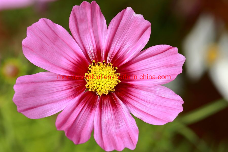 Coreopsis Seeds Pot Flower for Planting
