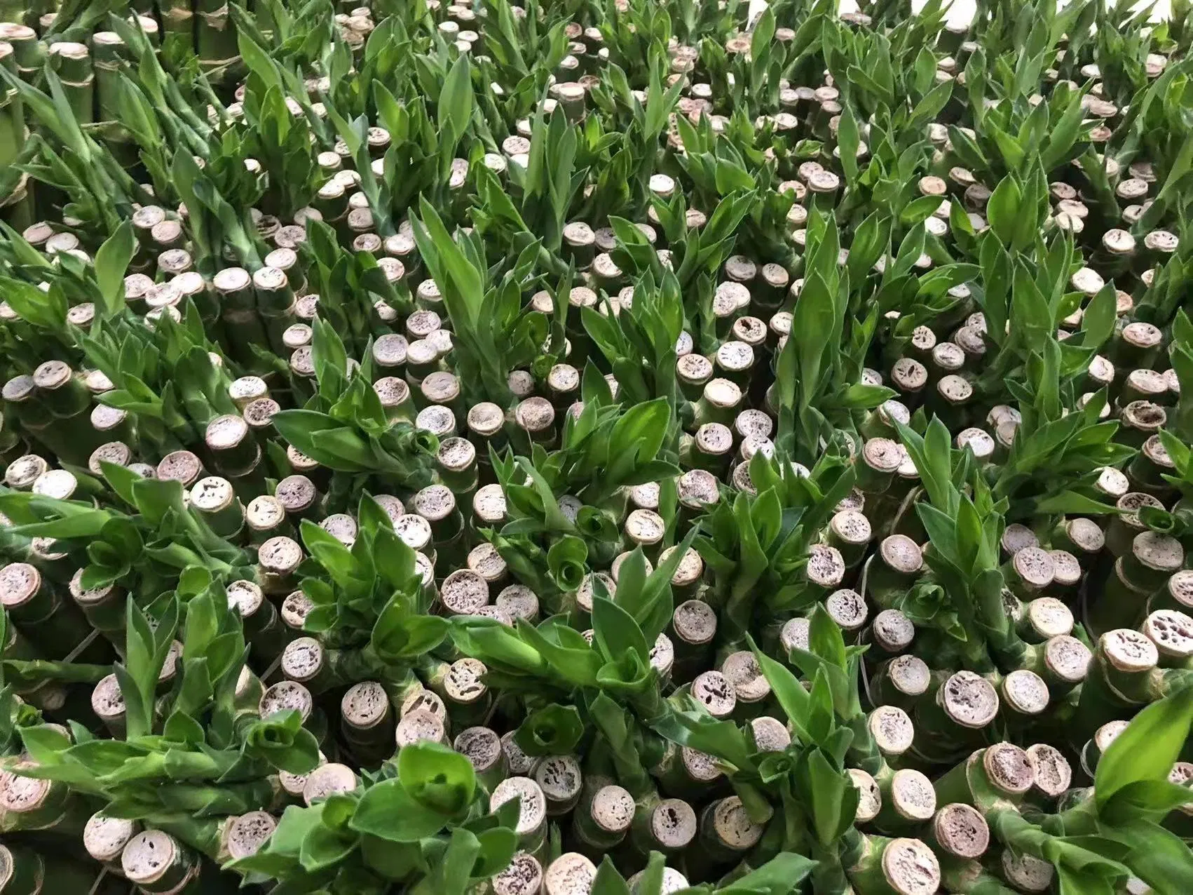 45cm Garden Ornaments Lucky Bamboo Straight Bamboo Stick Wholesale Price