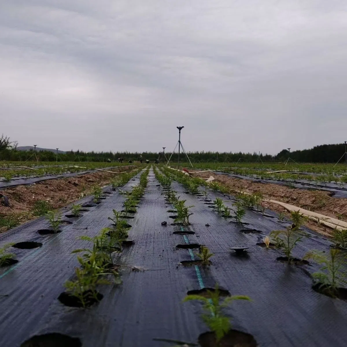 Lx Landscape Fabric China Supplier UV Treated Agriculture Garden Landscape Weed Barrier PP Woven Geotextile Fabric Anti Aging Weed Mat Weed Control Ground