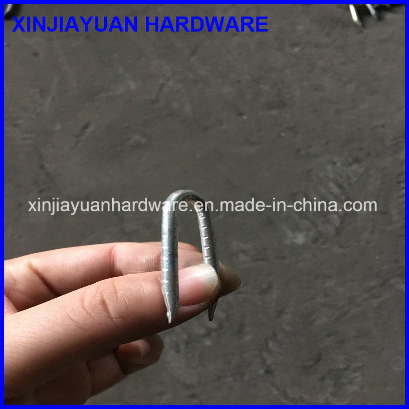 Zinc Coated U Shape Wire Staple Nail 1/2''-3''