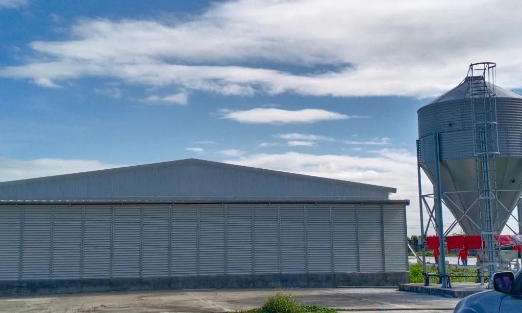 Automatic Feeding System Broiler Chicken House