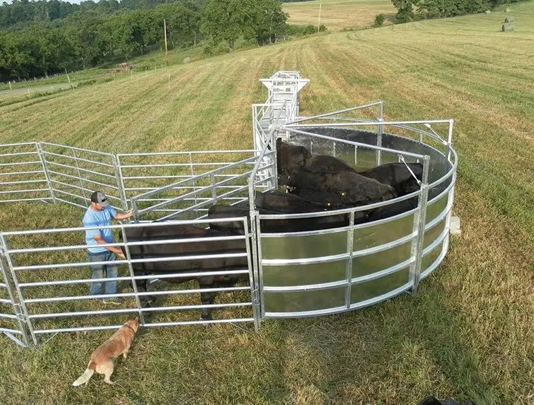 Reliable Cattle Safety Gate for Efficient Round Yard Management