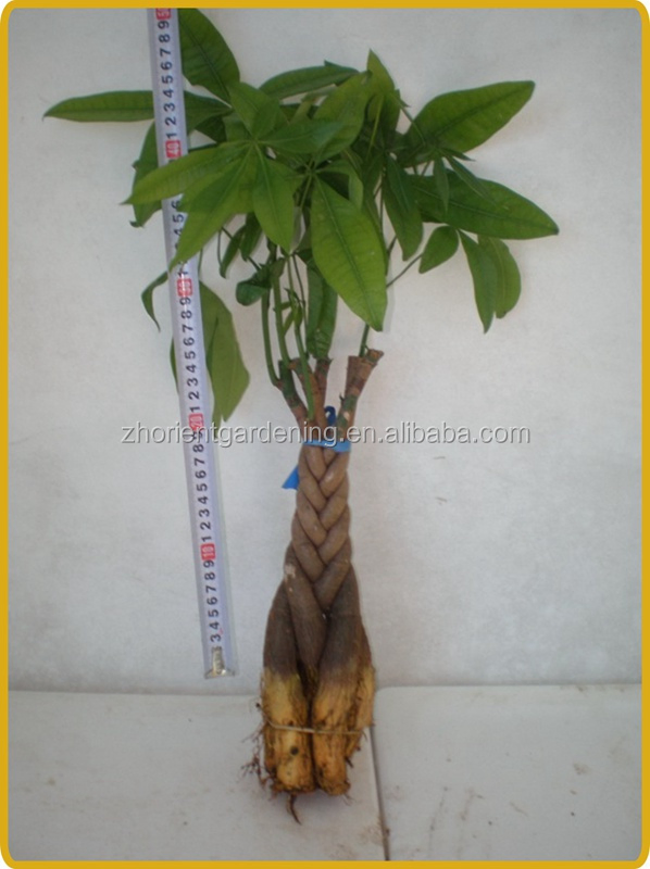 Trunk Braided Pachira Macrocarpa Wholesale Live Plant