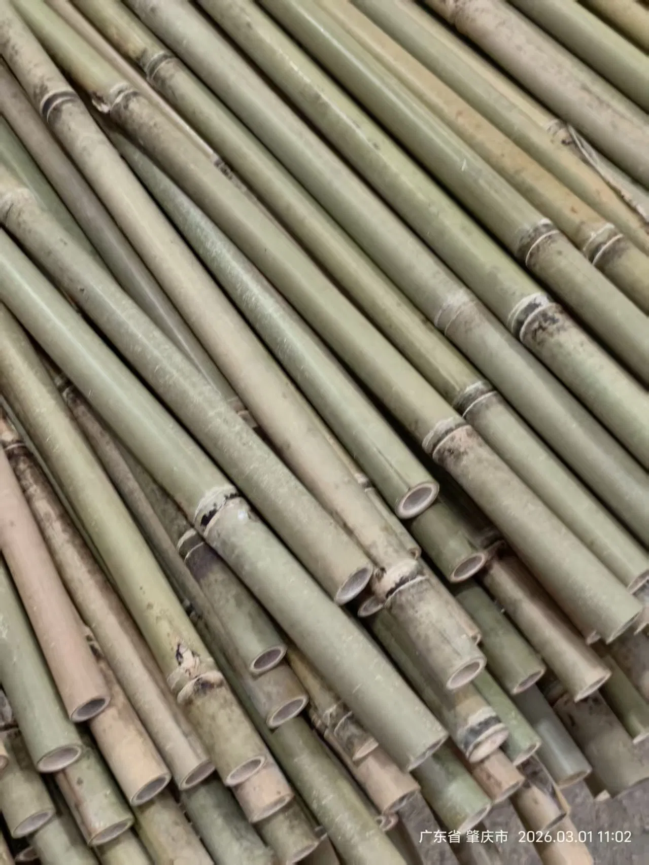 Tonkin Bamboo Pole Stake Stick Cane for Plant/Tree/Flower Support Bamboo F