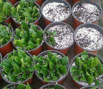 Growing Media Expanded Perlite for Hydroponics Grow Media Perlite