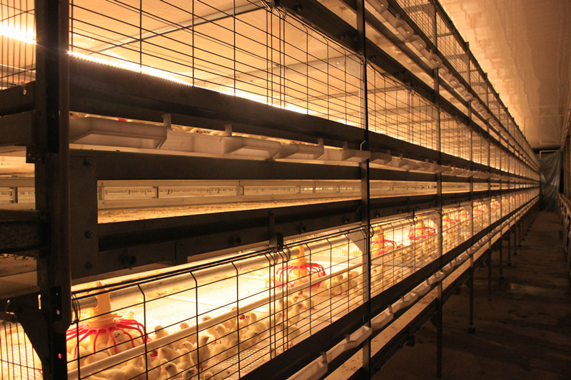Prefabricated Structural Steel Customized Shed Metal Construction Poultry House