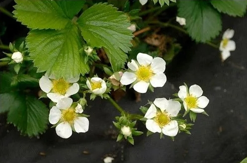 Rugged-Terrain Spunbond Weed Mat for Challenging Ground