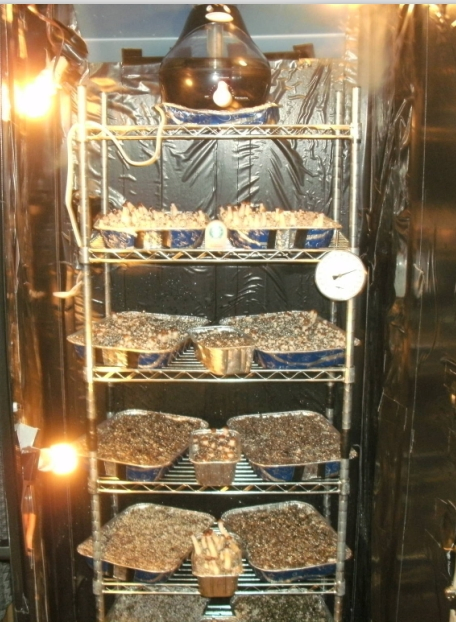 NSF Approval 6 Tier Steel Wire Shelf Storage Rack for Mushroom Growing