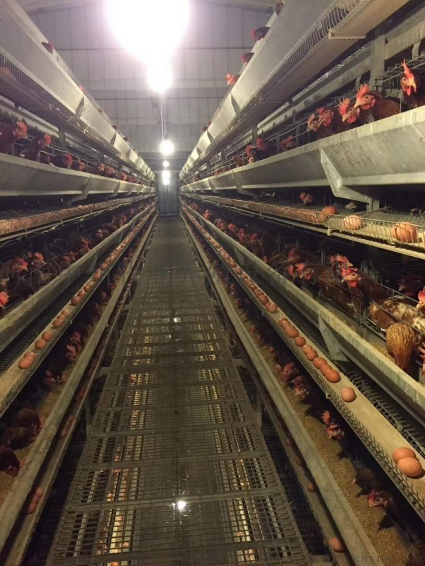 Prefab Galvanized Steel Chicken Farm with Automatic Equipments