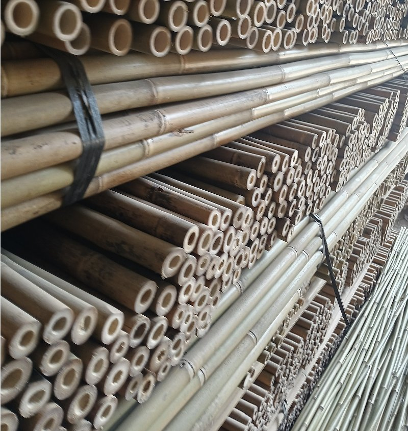 Bamboo Cane Also Called Arundinaria Amabilis Mccl