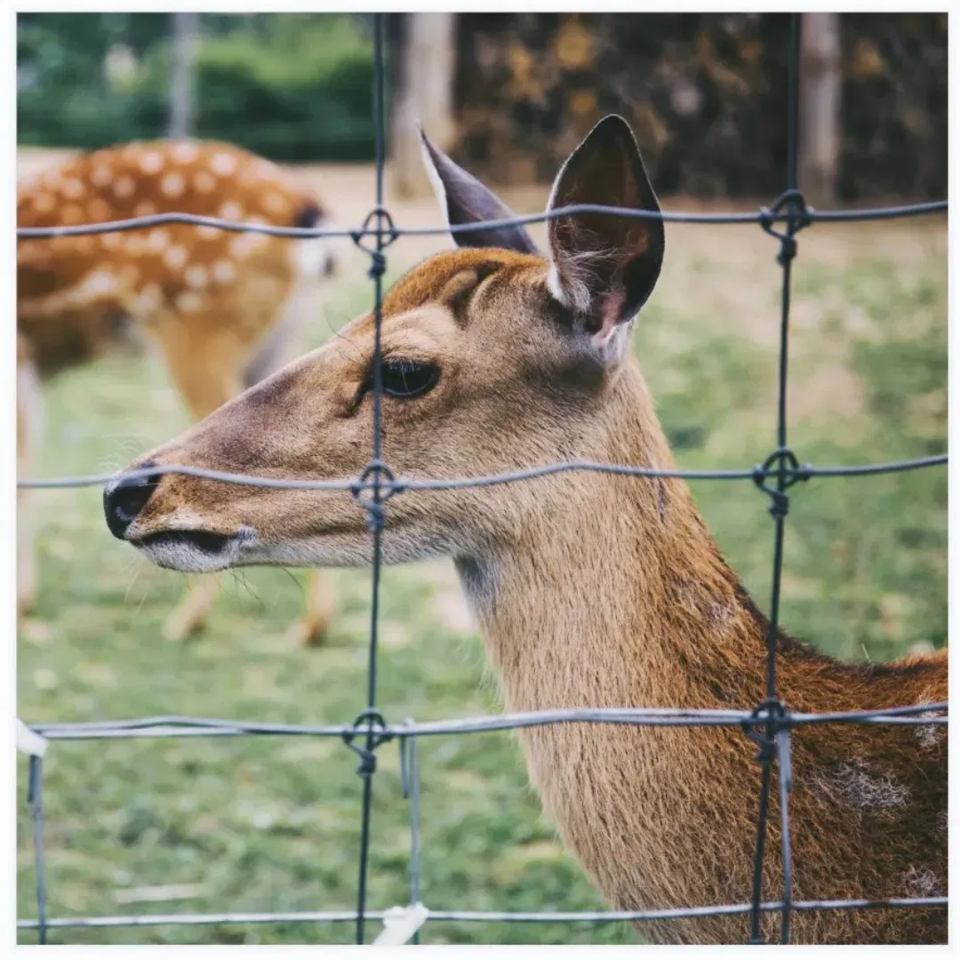 2.2mm Durable Deer Fence for Agricultural Farms to Prevent Deer and Wildlife From Entering Crops and Fields