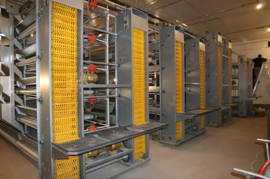 Prefab Chicken Egg Collection System Steel Layer House