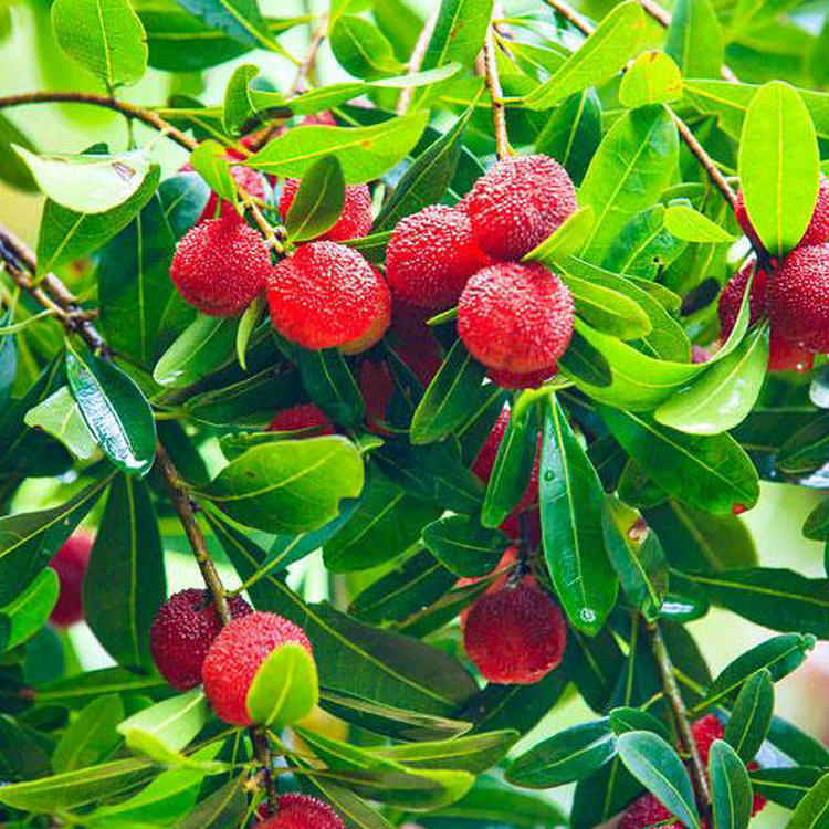 Hot Sell Different Varieties Big Fruit Chinese Bayberry Seedling
