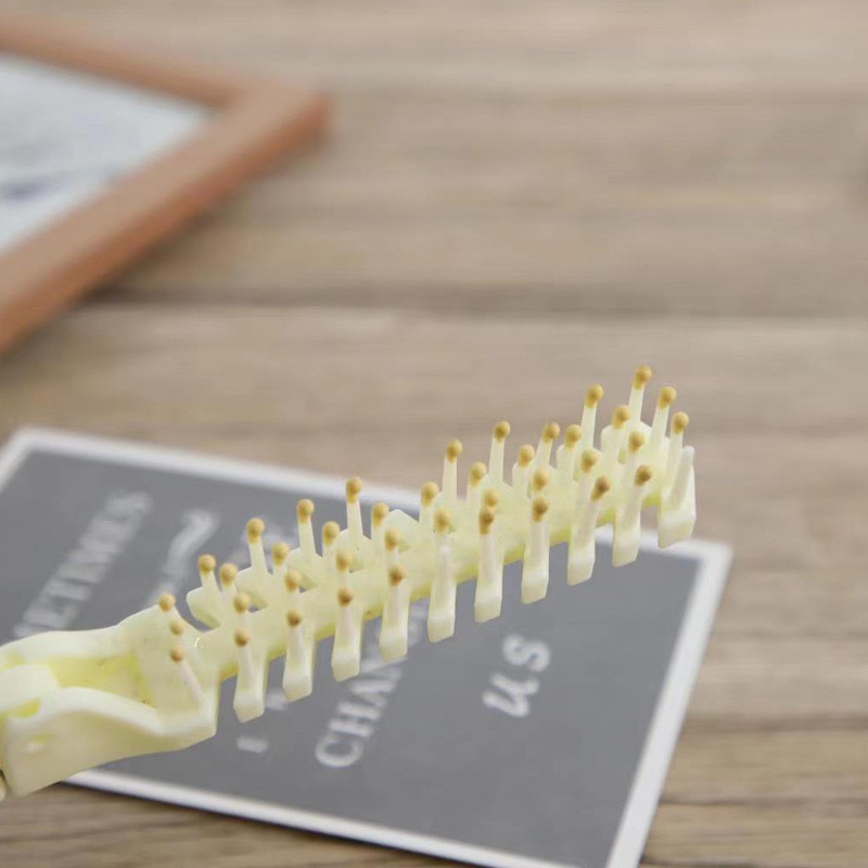 Cheap Wholesale Recyclable Hotel Foldable Short Wheat Straw Hair Comb